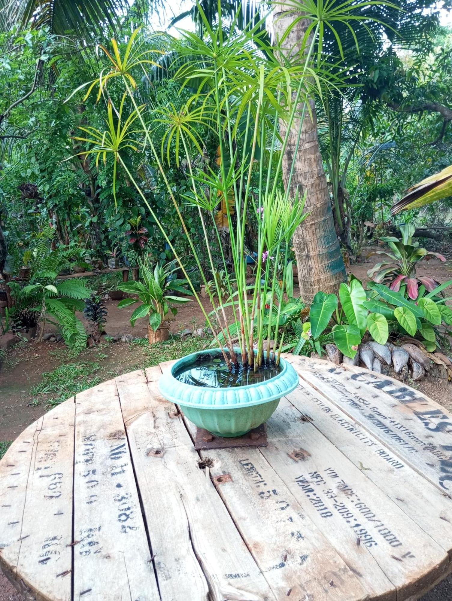 Sigiri Hunter Homestay & Hostel & Guide Room Sigiriya Exterior photo